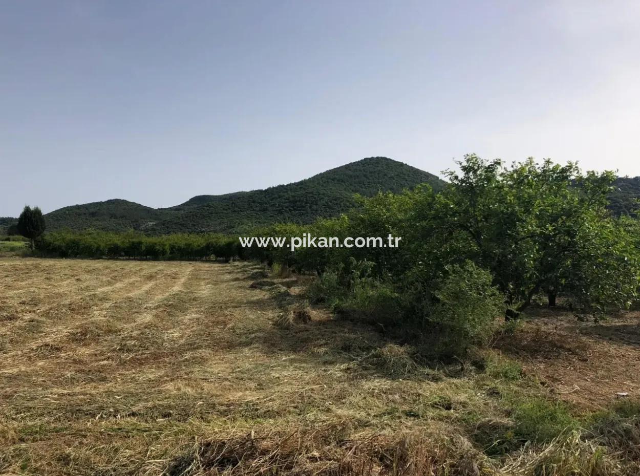 A Bargain Farm For Sale In Fevziye 2000 M2 And Oriya