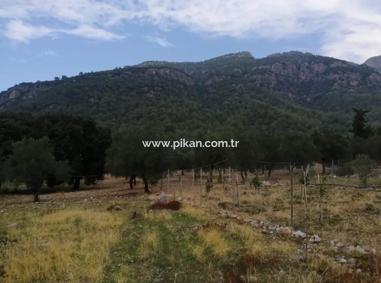 2788 M2 Field With Lake View For Sale In Mugla Köyceğiz Zeytinalanı