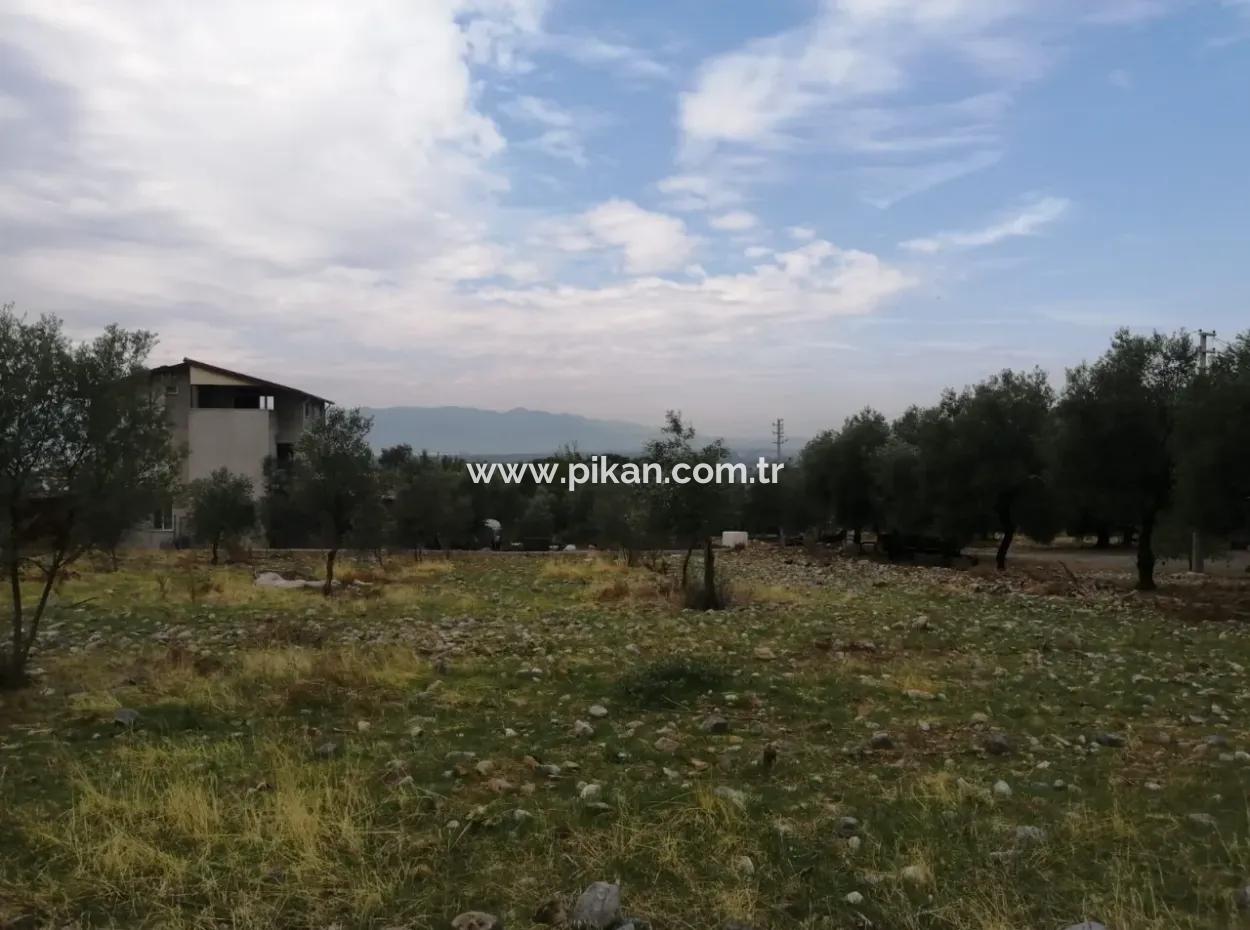 2788 M2 Field With Lake View For Sale In Mugla Köyceğiz Zeytinalanı
