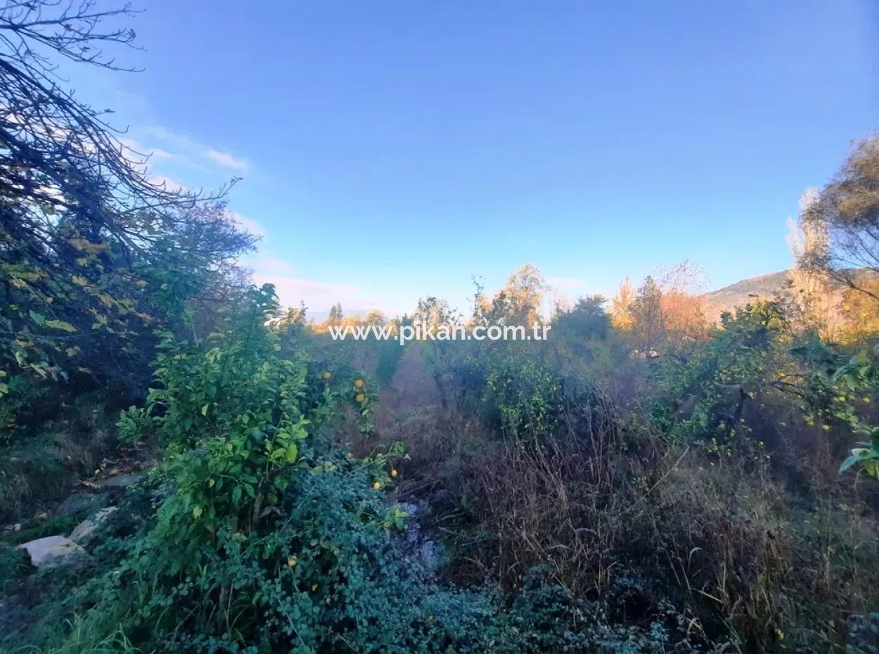 7320 M2 Bargain Lemon Garden For Sale In Ortaca Kemaliye