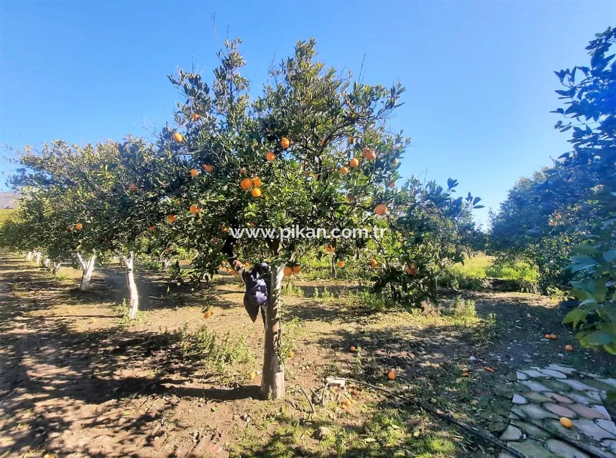 2 Detached Houses For Sale In 5179 M2 Garden In Köyceğiz Döğüşbelen