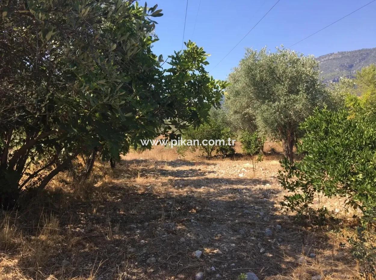 Land For Sale In Koycegiz Zeytinalani