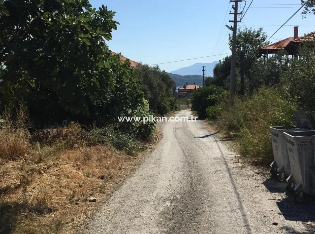 Land For Sale In Koycegiz Zeytinalani