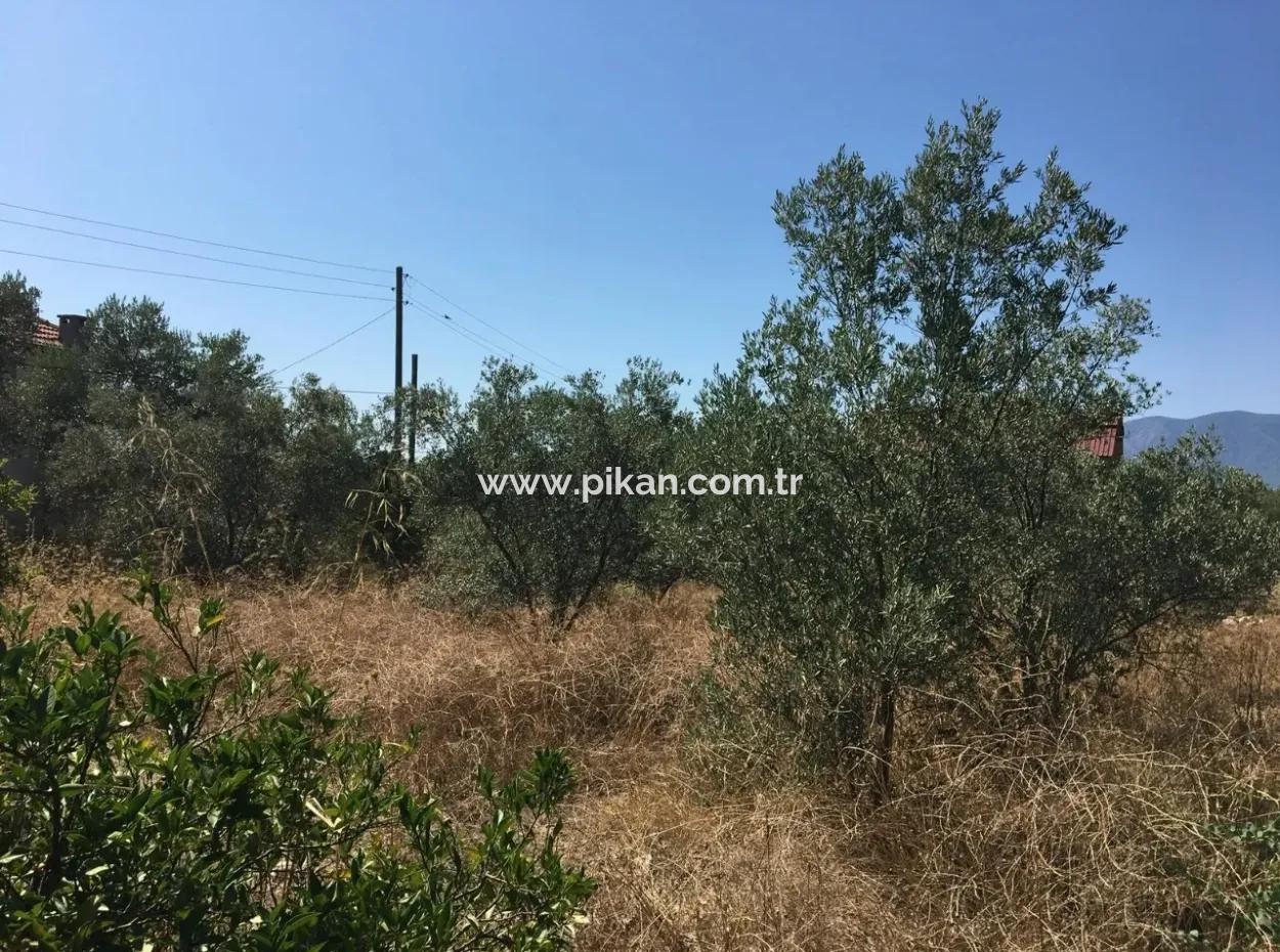 Land For Sale In Koycegiz Zeytinalani