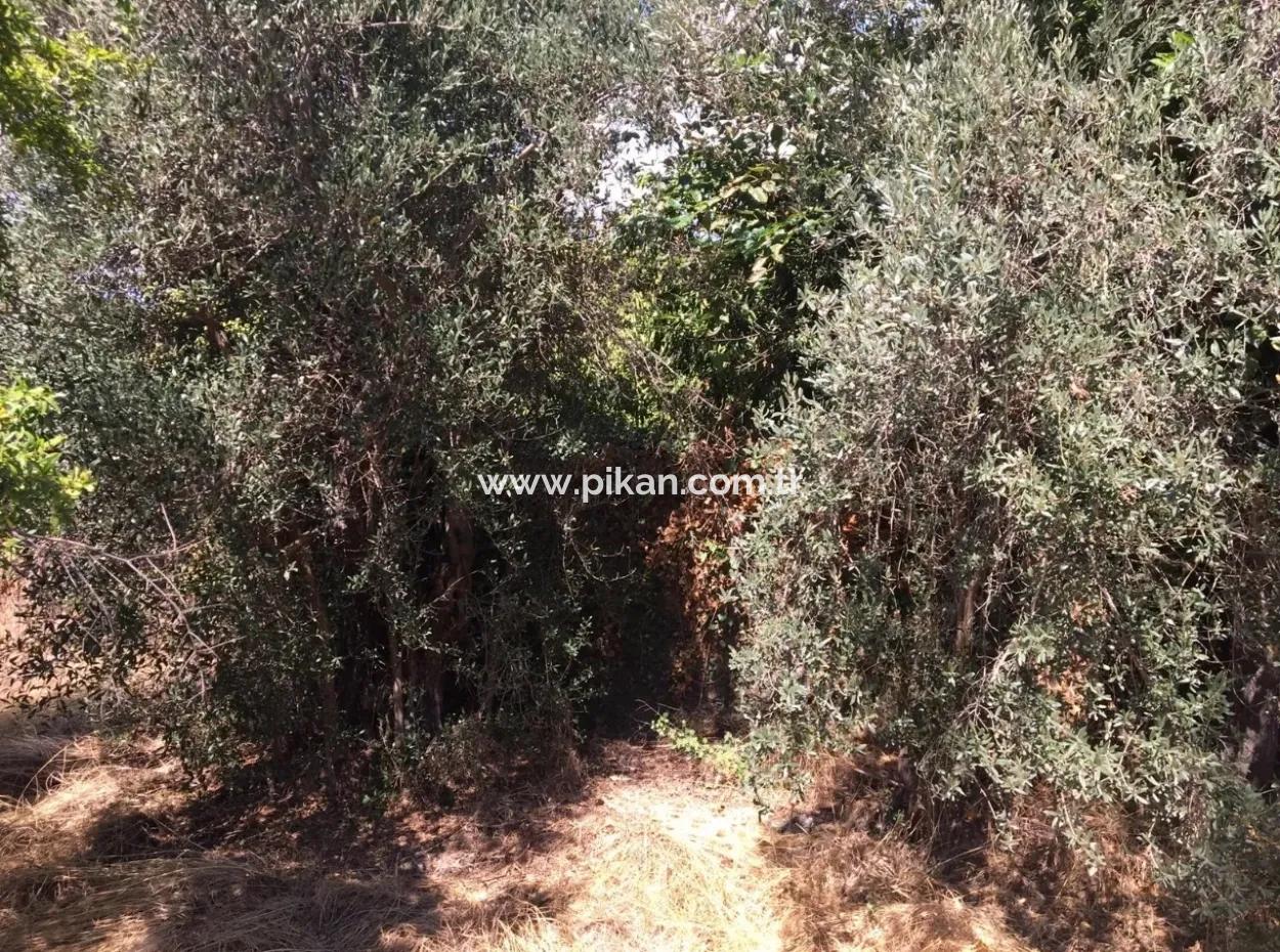 Köyceğiz And Dalyan Mah. Village House For Sale