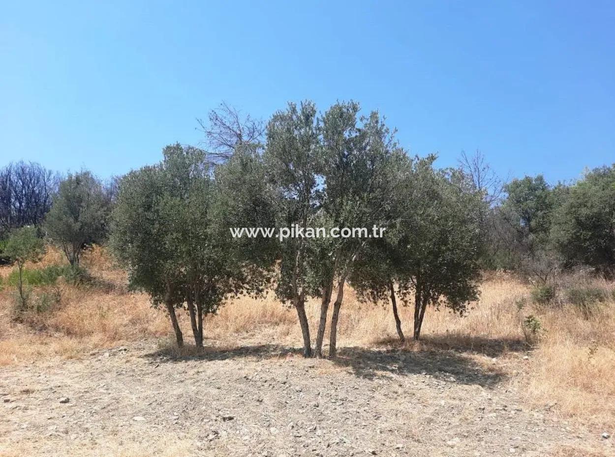 Muğla Dalaman 42.432M2 Detached Land With Title Deed For Sale