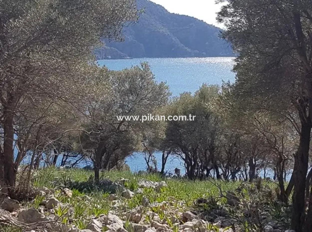 Dalyan, Gökbel De Seafront Detached 1 300 M2 Olive Grove For Sale