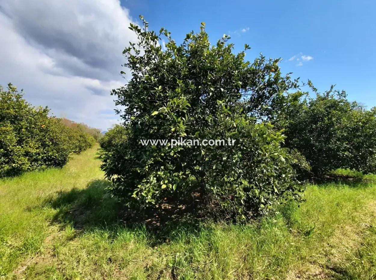 Ortaca Mergenlide 5134 M2 And Official 50 M2 Construction Permit Citrus Garden For Sale