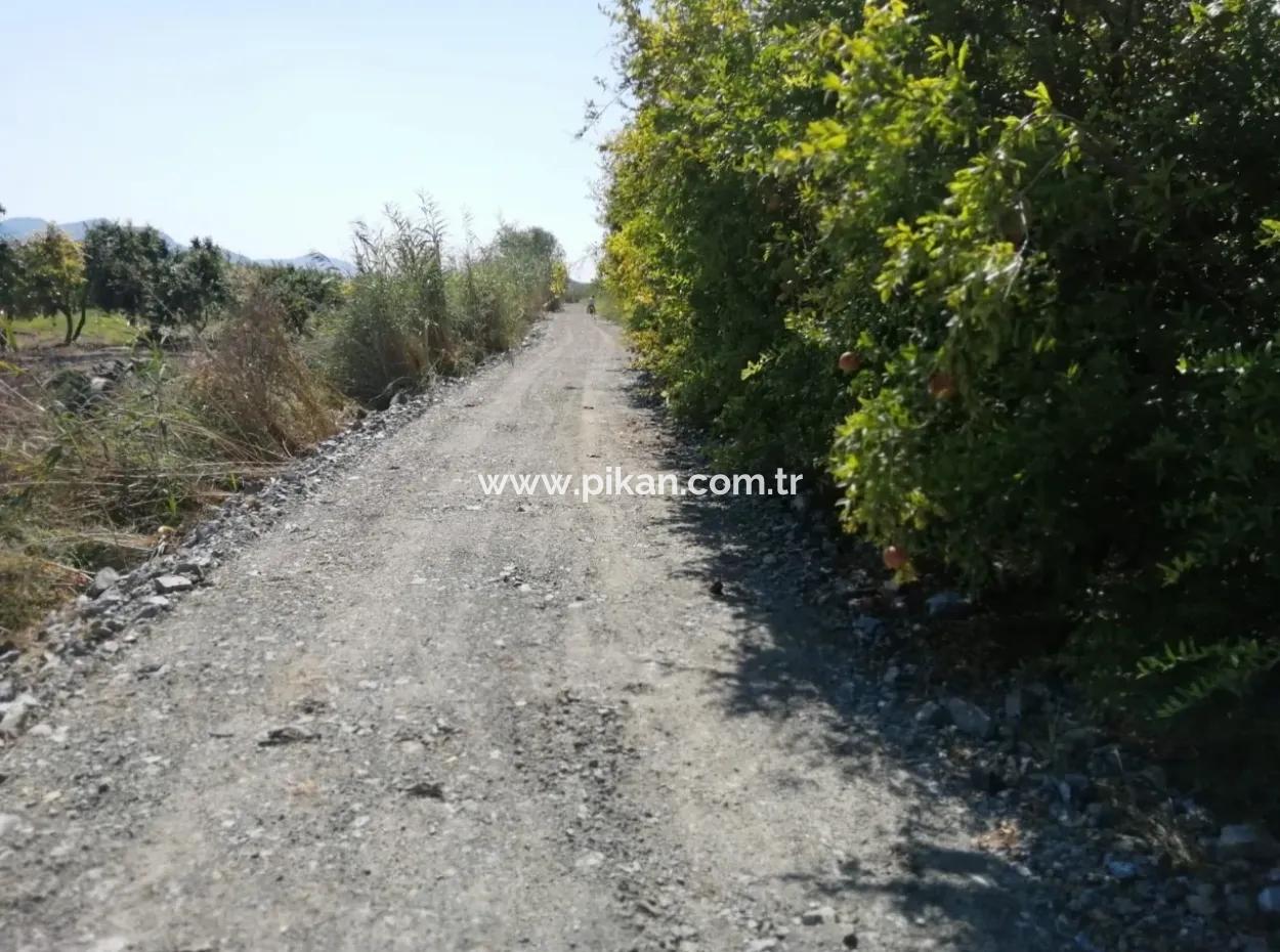 Pomegranate Garden For Sale In Mugla Ortaca Tepearasi