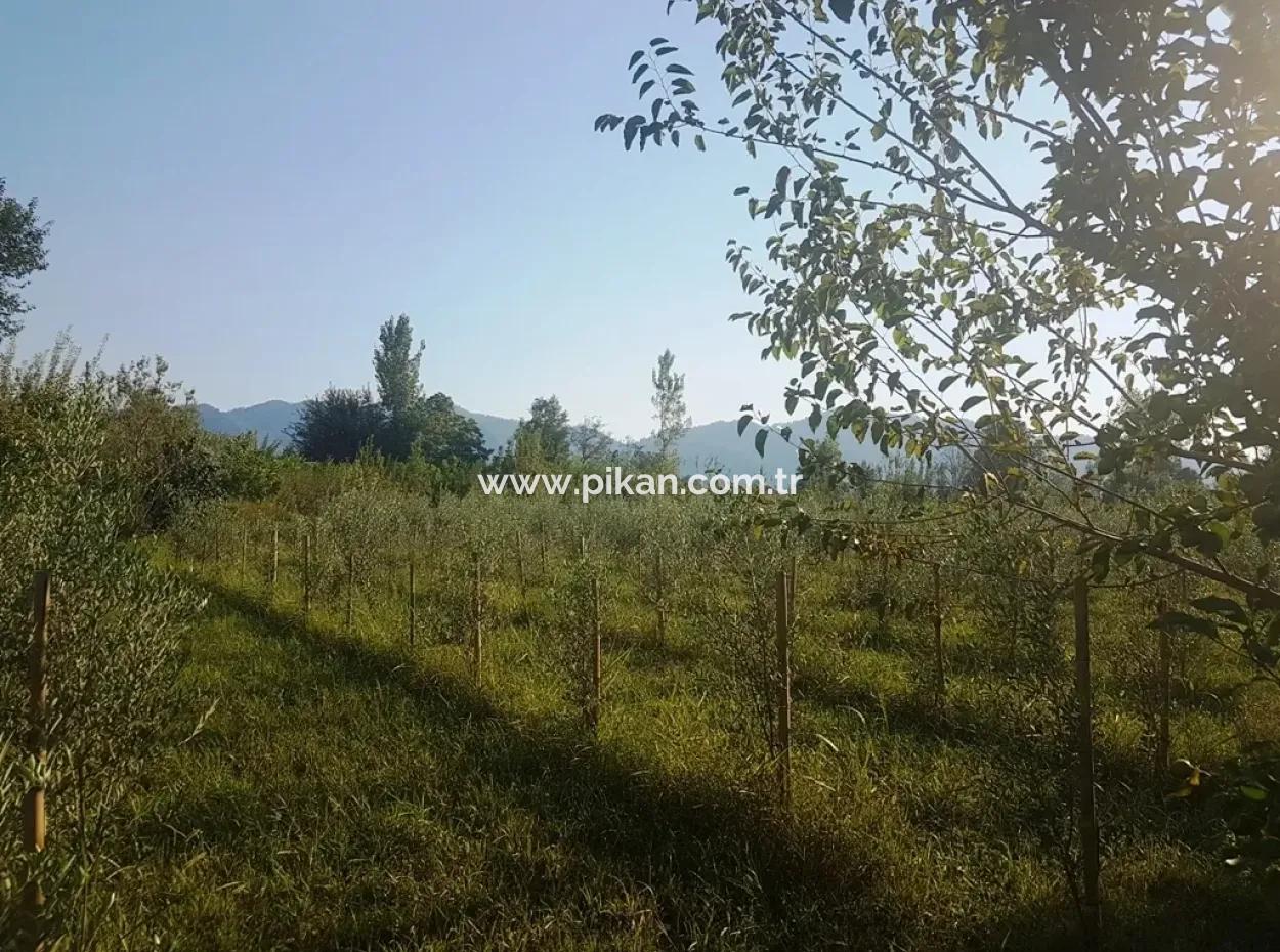 Bargain Plot For Sale In Beyoba