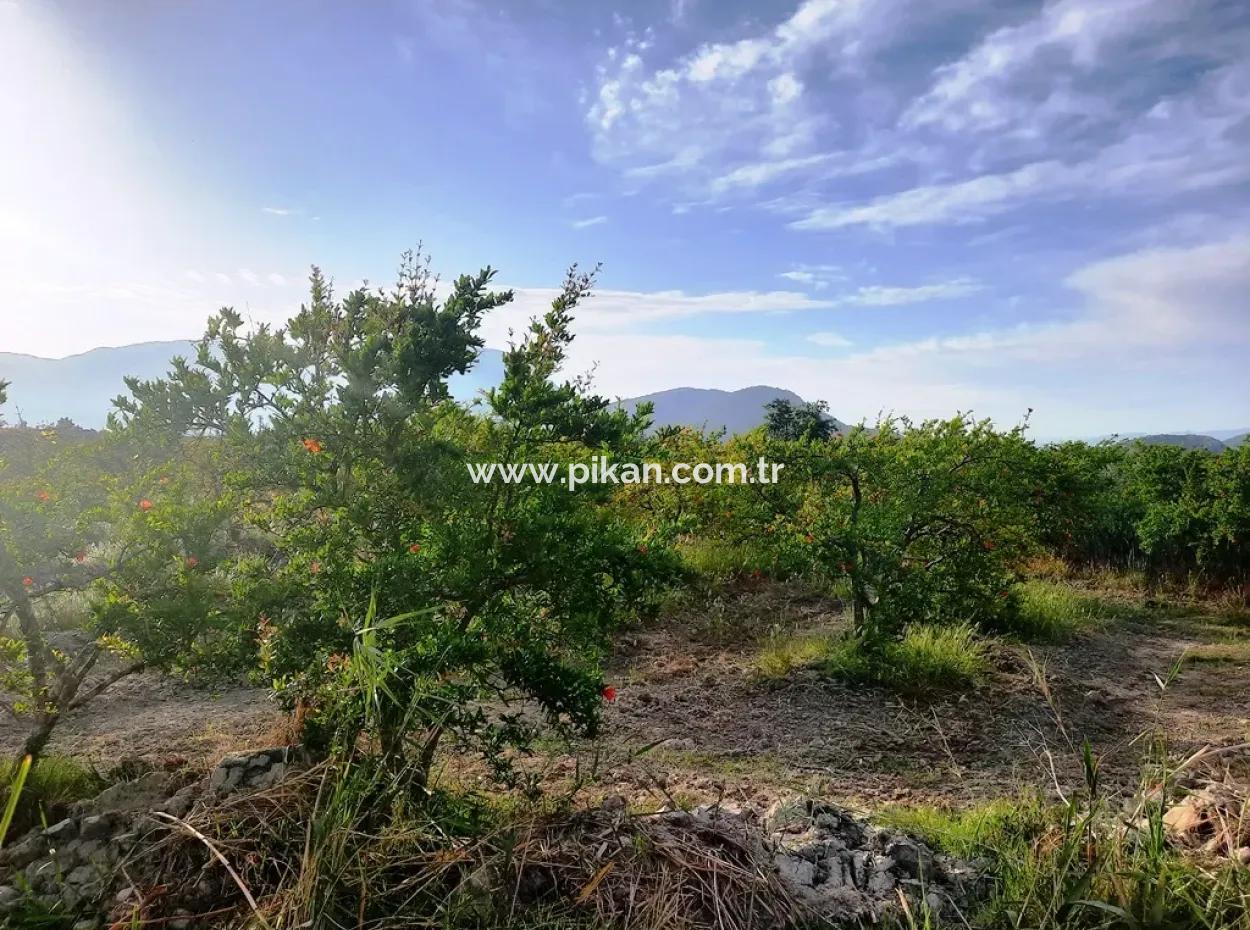 For Sale Big Land In Dalyan 24 000 M2