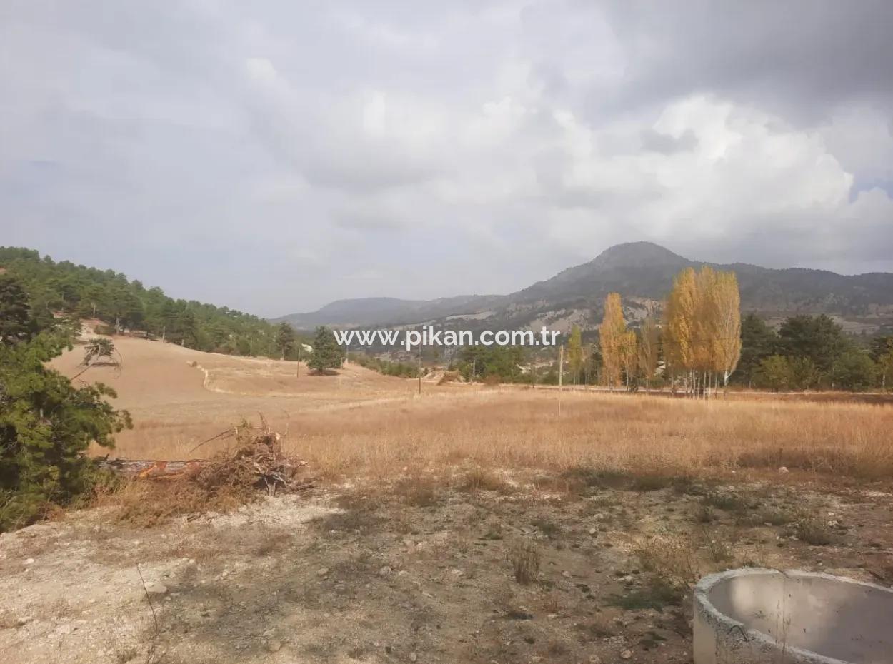 6 230 M2 Fertile Land For Rent In Çameli Cumaalanı