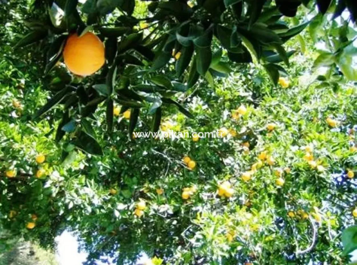 Archers Are Also Cheap Land For Sale