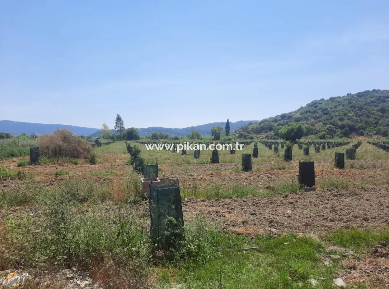 40.000 M2 Avocado Garden For Sale In Muğla Güzelyurt