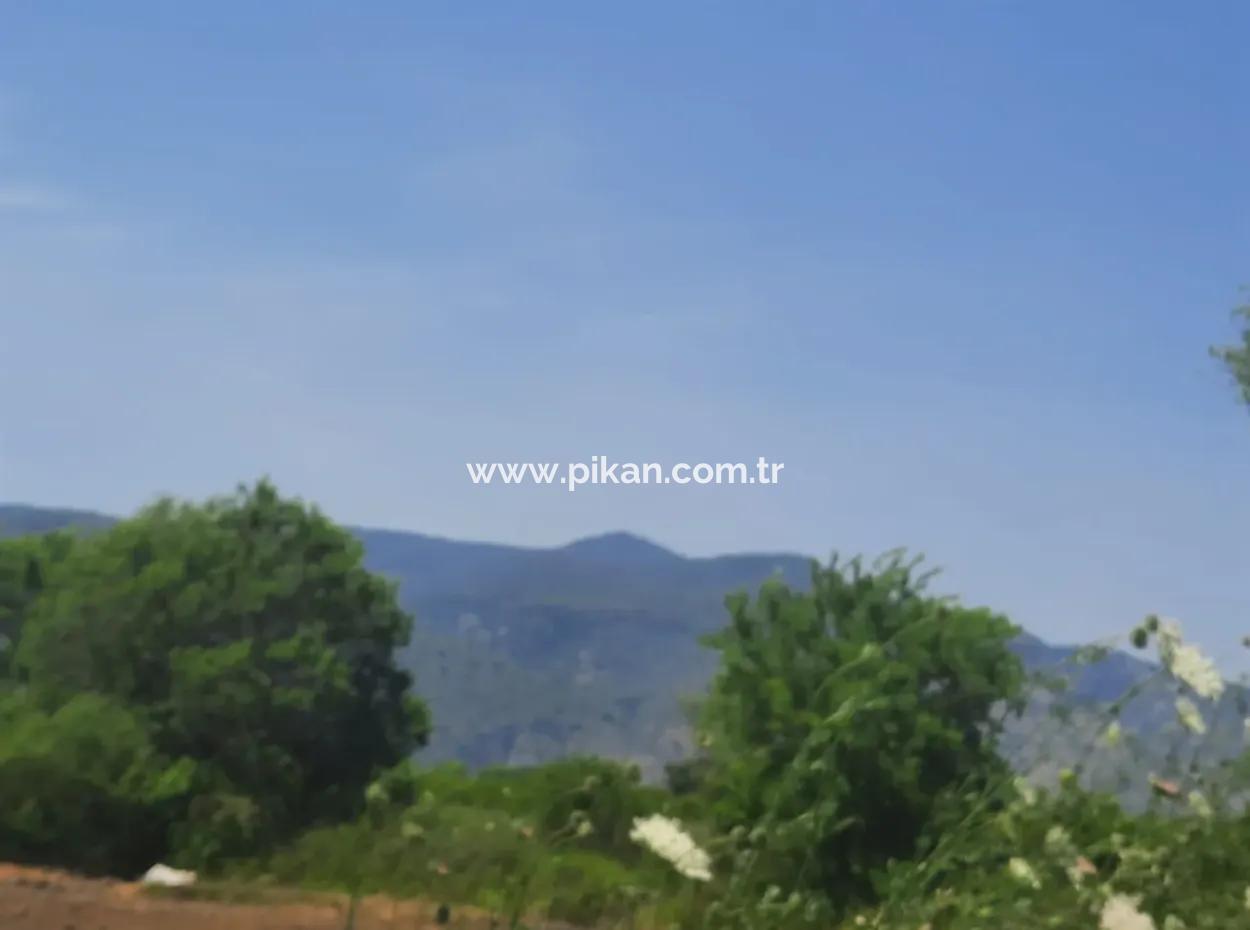 15 600 M2 Lemon Garden For Sale In Muğla Güzelyurt