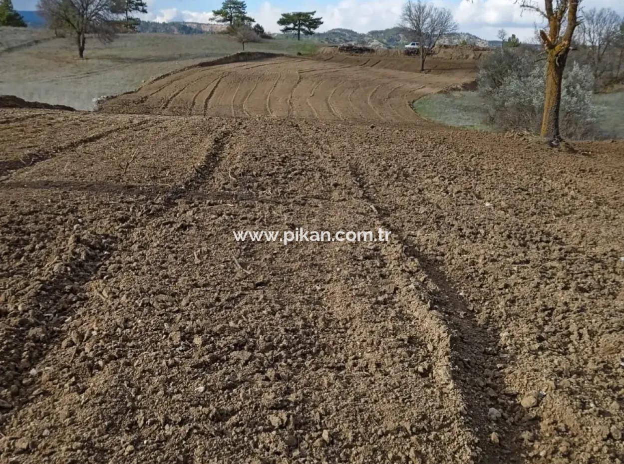 Detached, Fertile, 3 500 M2 Flat Land For Sale In Acıpayam Çakır