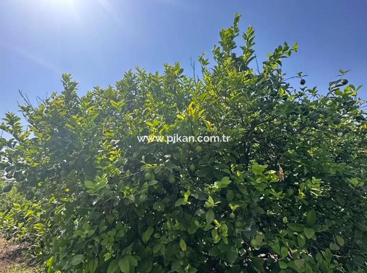 15 000 M2 Lemon Orchard For Sale In Eskiköy, Dalyan