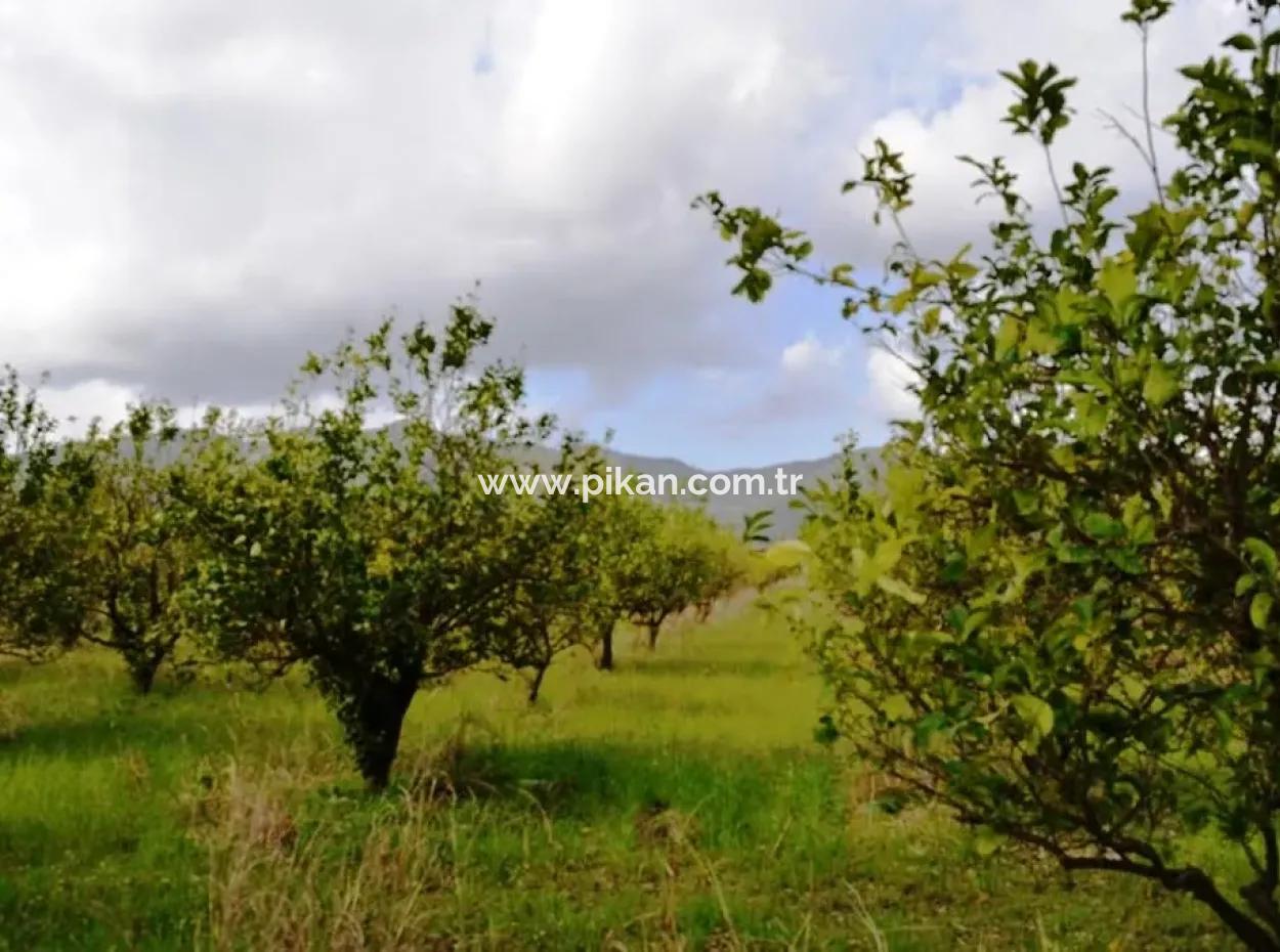Ortaca Yerbelende Kelepir 1 100 M2 Zoned Land For Sale, Suitable For Build And Sell