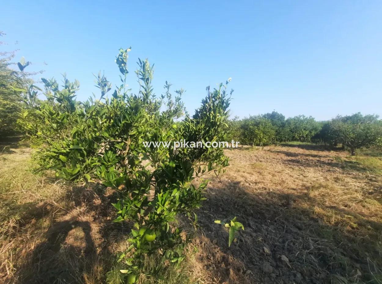 5000 M2 Citrus Orchard For Sale In Ortaca Dikmekavak