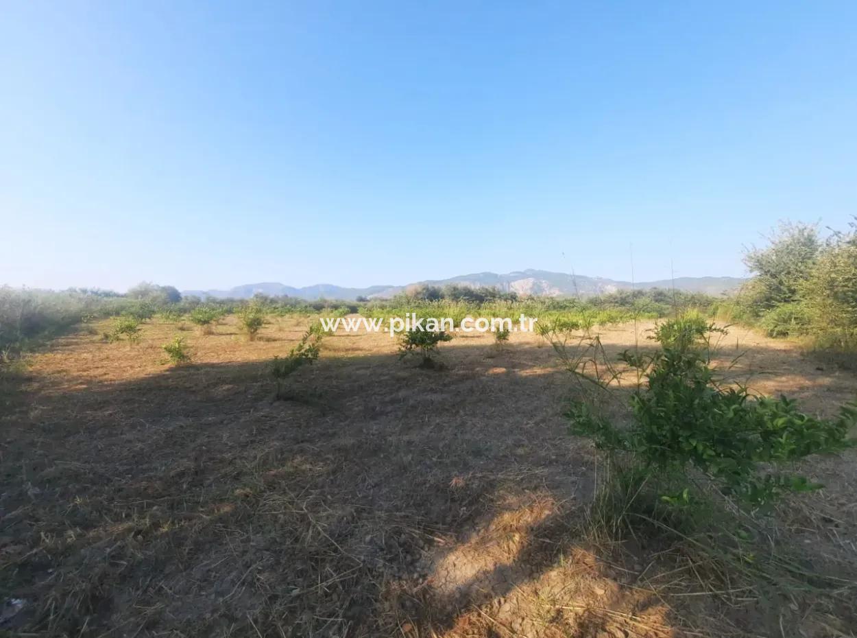 5000 M2 Citrus Orchard For Sale In Ortaca Dikmekavak