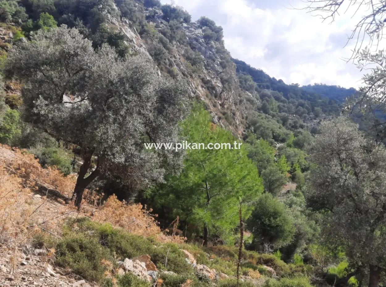 Muğla Dalyan Gökbelde 7 270 M2 Detached Title Deed Sea And Lake View Land For Sale