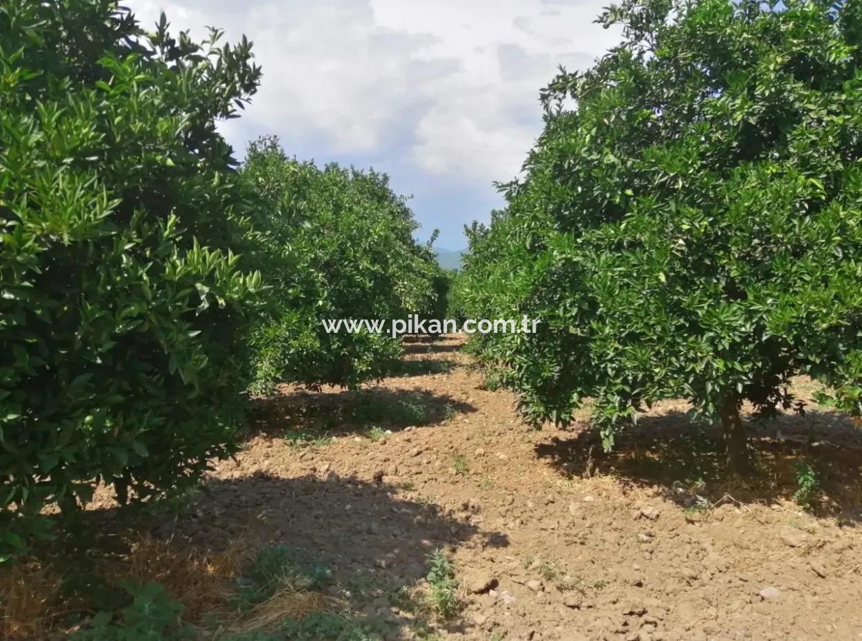 Farm For Sale In Köyceğiz Beyoba Bargain