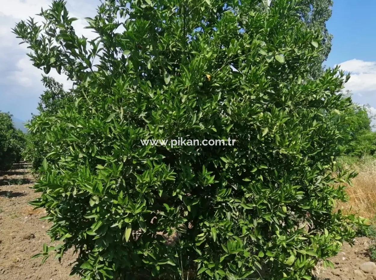 Farm For Sale In Köyceğiz Beyoba Bargain