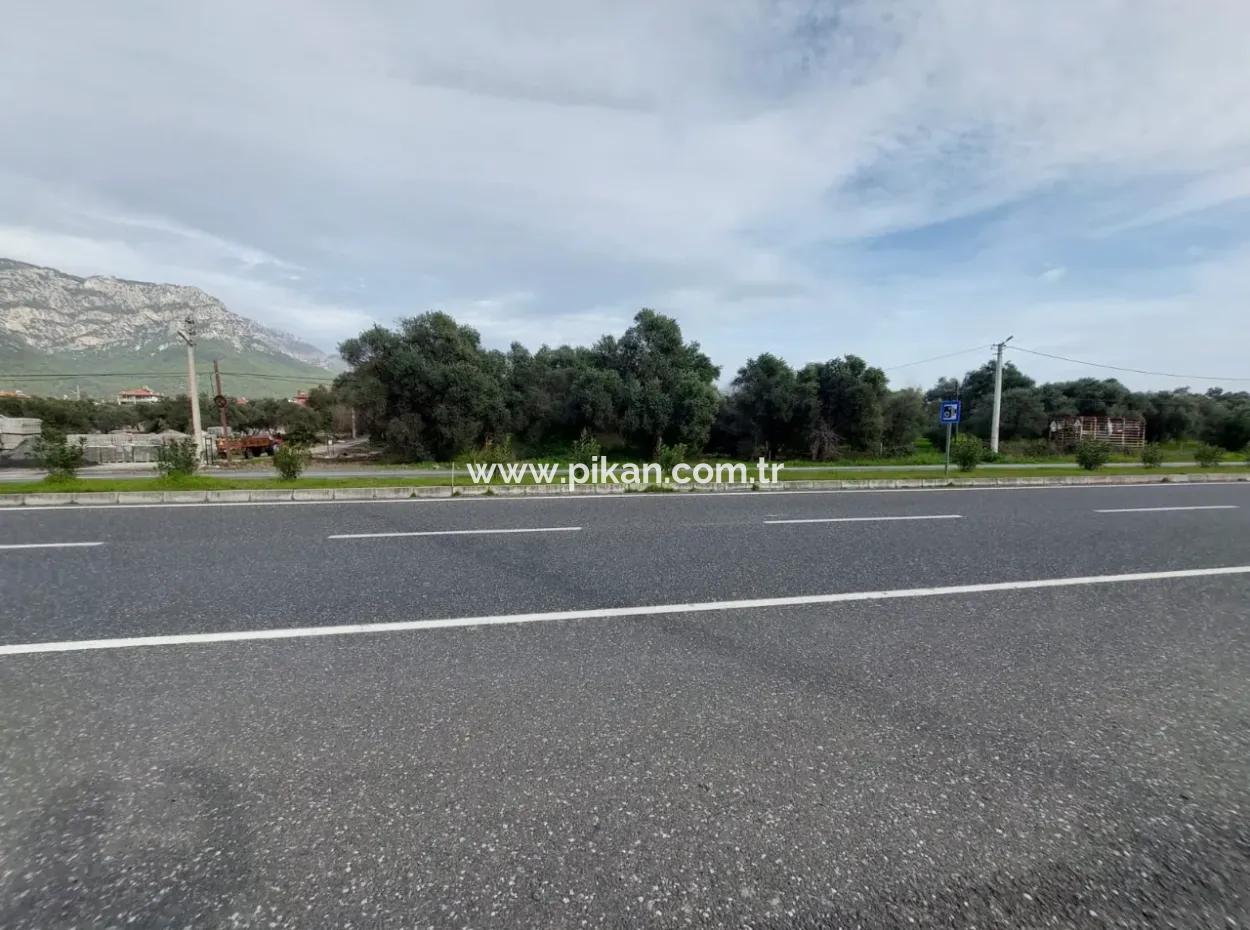 7 769 M2 Land For Sale In Köyceğiz Olive Area, Suitable For Investment By Zero To The Main Road With Lake View