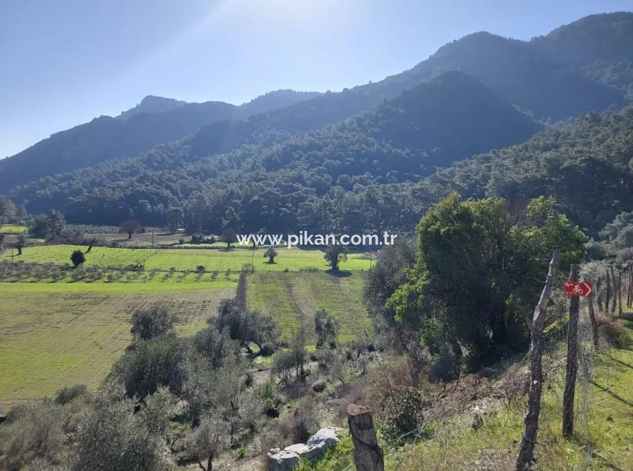 Muğla Dalyan Gökbelde 13 200 M2 Detached Title Deed Olive Grove For Sale