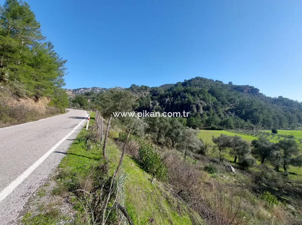 Muğla Dalyan Gökbelde 13 200 M2 Detached Title Deed Olive Grove For Sale