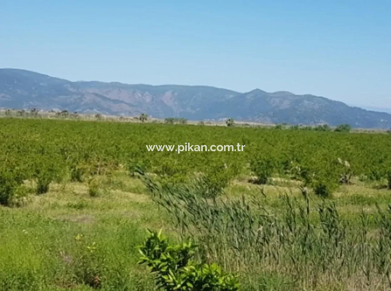 Garden Of Pomegranates For Sale In Dalyan