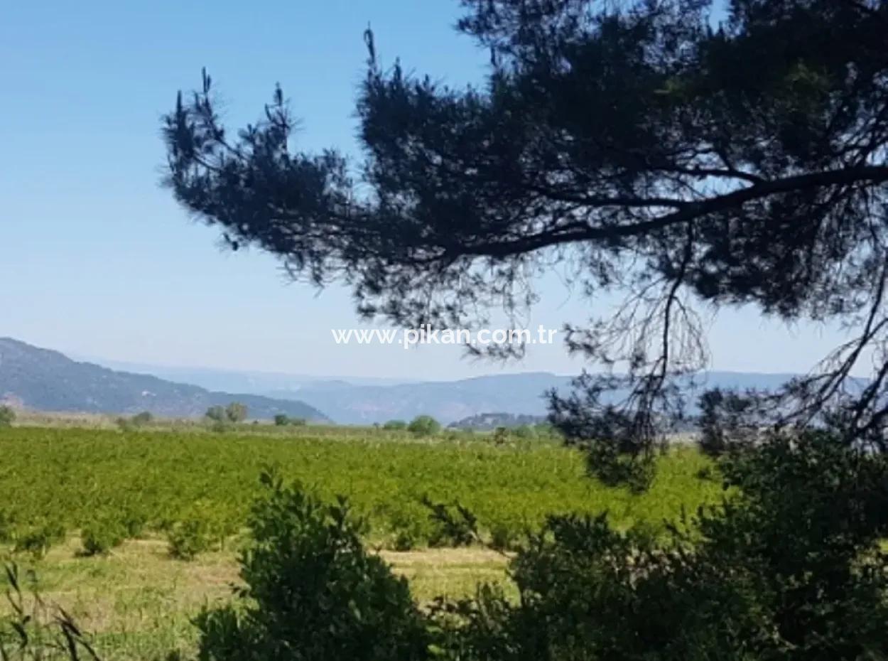 Garden Of Pomegranates For Sale In Dalyan