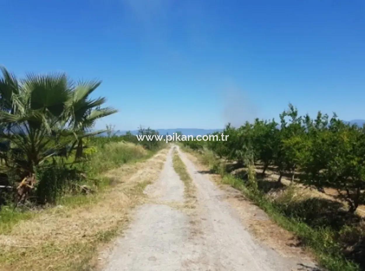 Garden Of Pomegranates For Sale In Dalyan