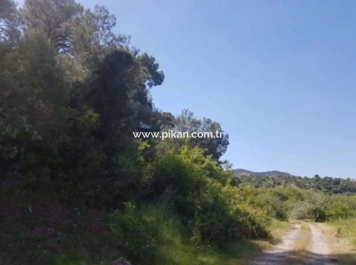 Garden Of Pomegranates For Sale In Dalyan