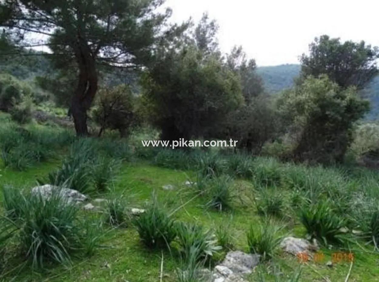 15 200 M2 Detached Land For Sale In Muğla Datça Yazi