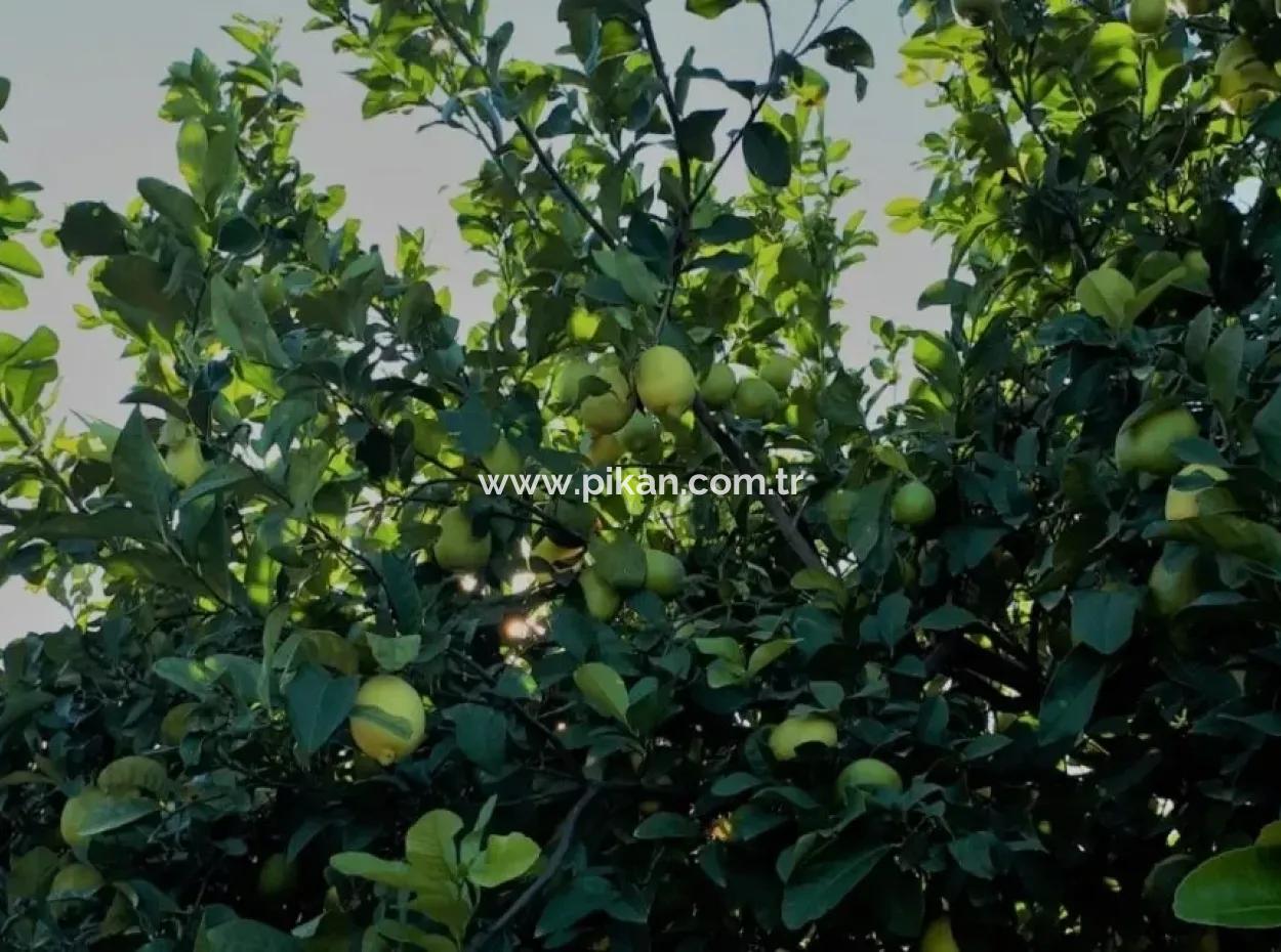 Tepearasi Bargain For Sale In Orange Grove