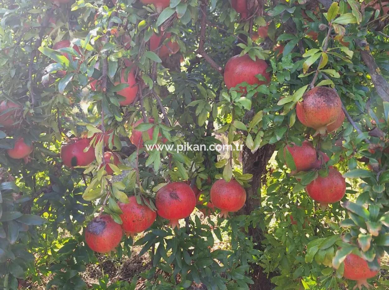 Pomegranate Field With 9831 M2 Share In Ortaca Mergenlide For Sale