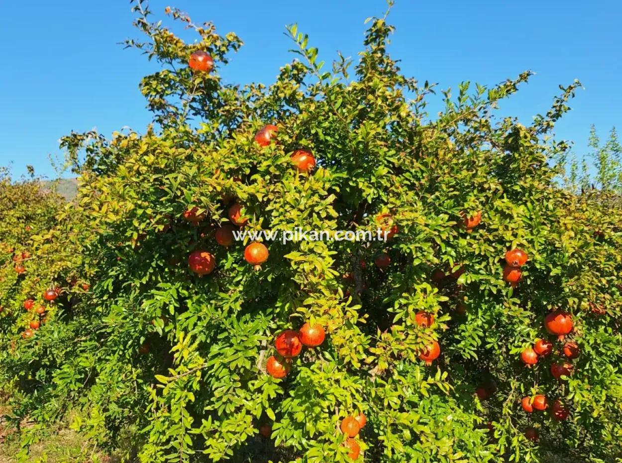 Pomegranate Field With 9831 M2 Share In Ortaca Mergenlide For Sale