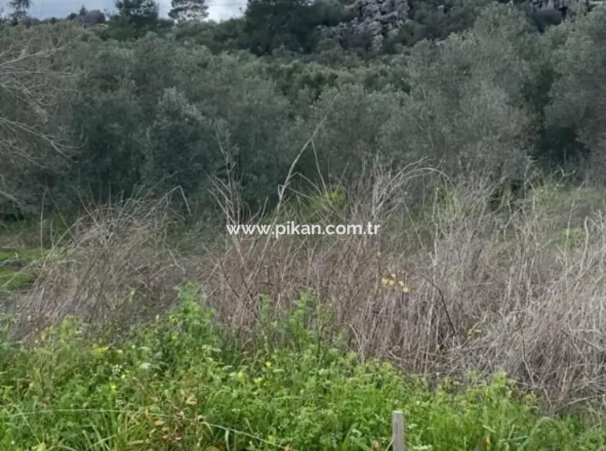 2 932 M2 Contracted Olive Grove For Sale In Ortaca Fevziye