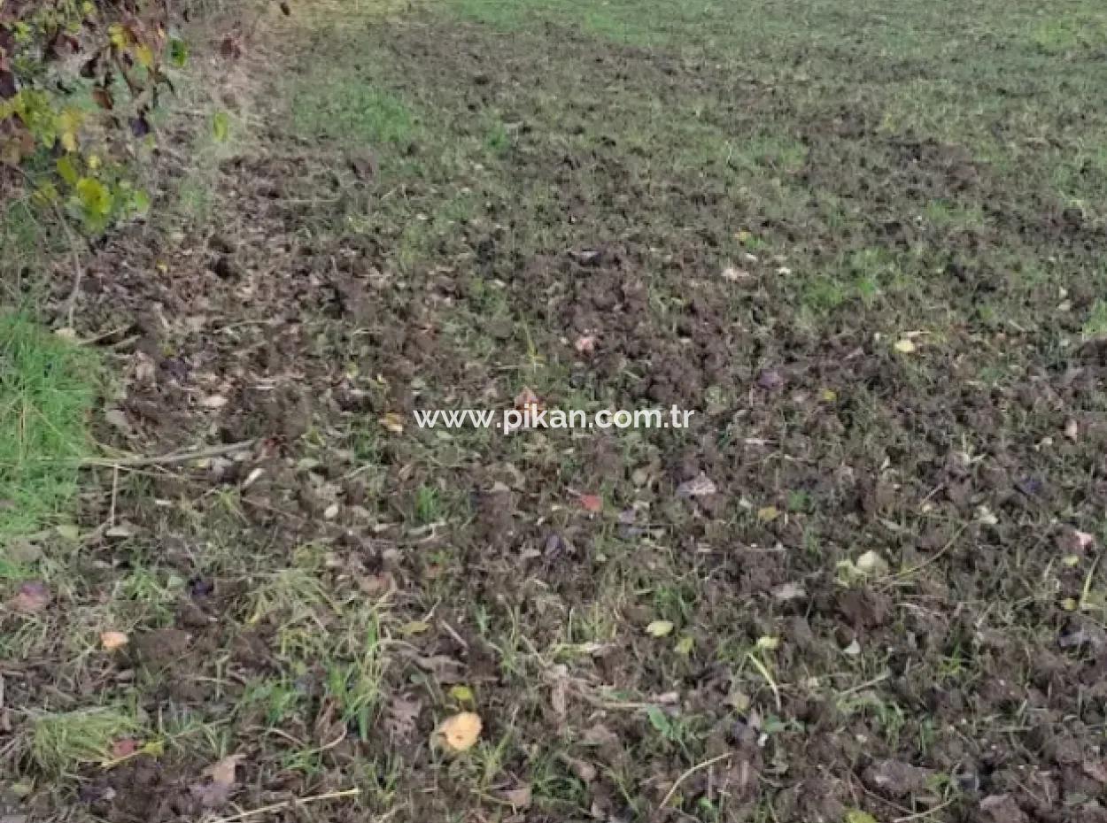 11 450 M2 Field For Sale In Muğla Köyceğiz Köyceğiz Neighborhood