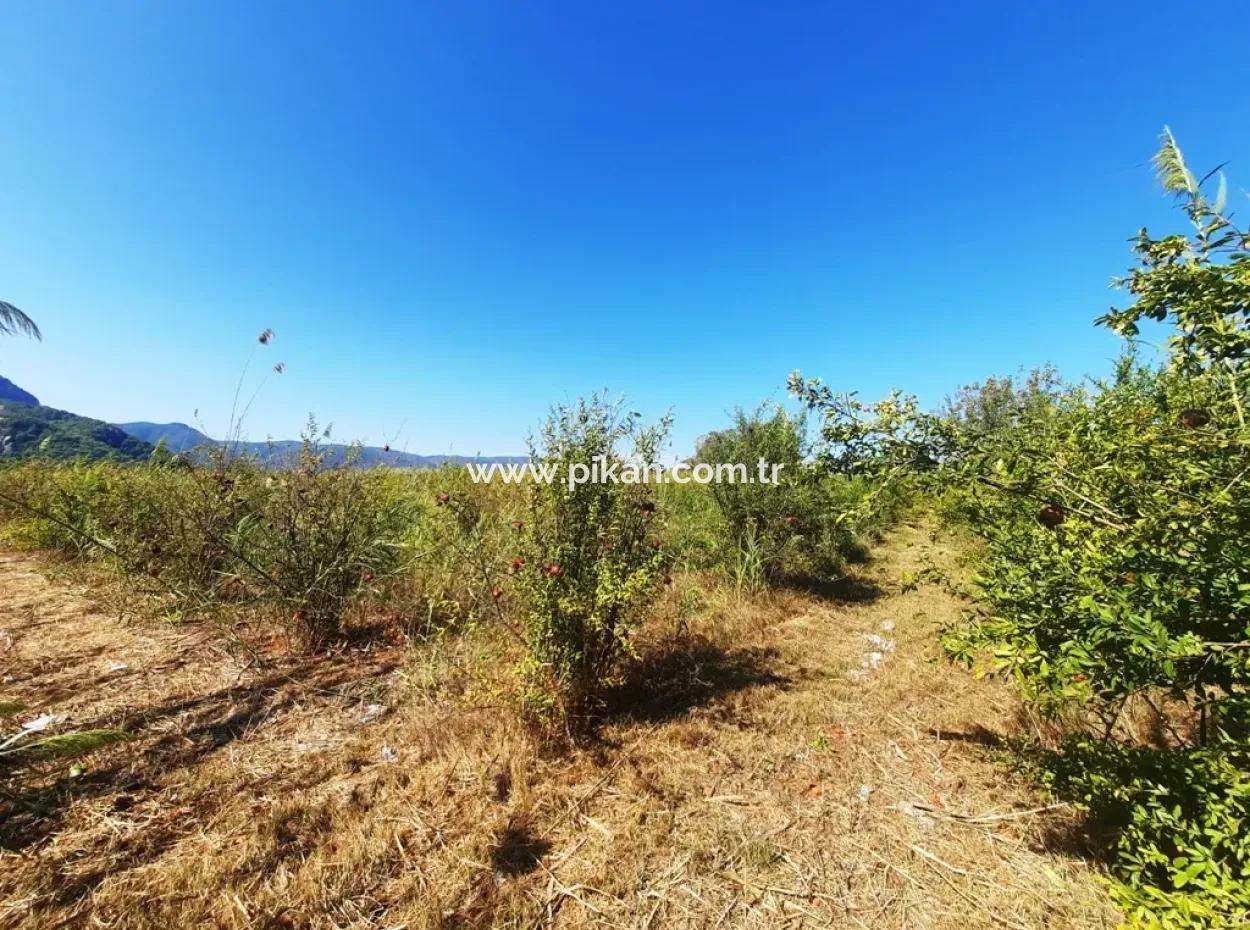 26.200 M2 Village Pasture Zero Bargain Land For Sale In Dalyan