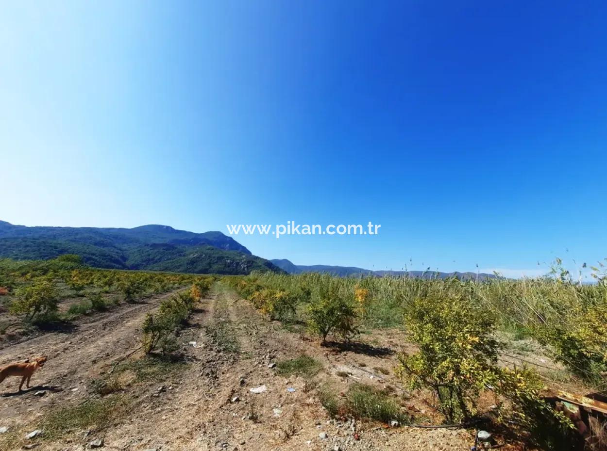 26.200 M2 Village Pasture Zero Bargain Land For Sale In Dalyan