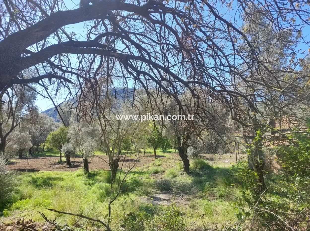 Village House With Lake View And Olive Grove Land For Sale In Köyceğiz Çandır, Muğla