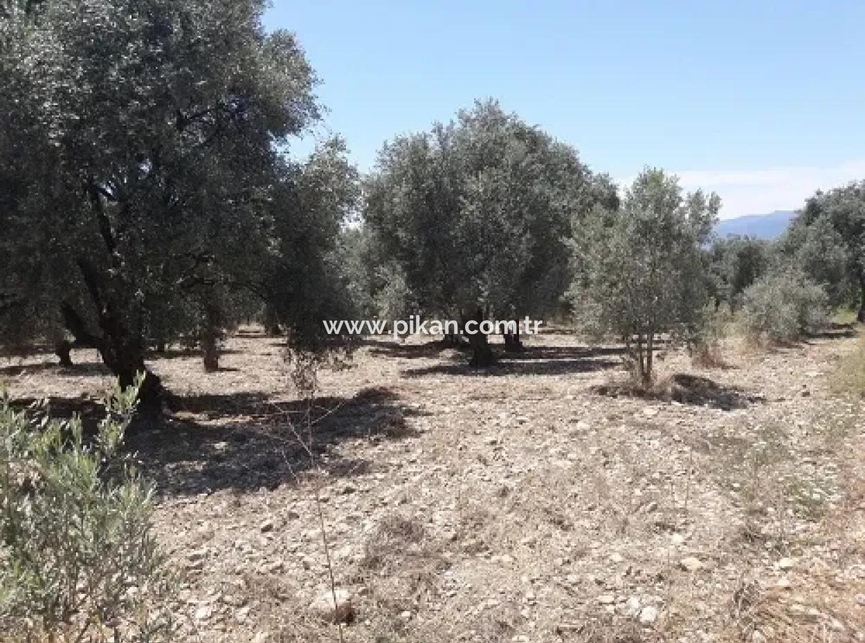 Village House With Lake View And Olive Grove Land For Sale In Köyceğiz Çandır, Muğla