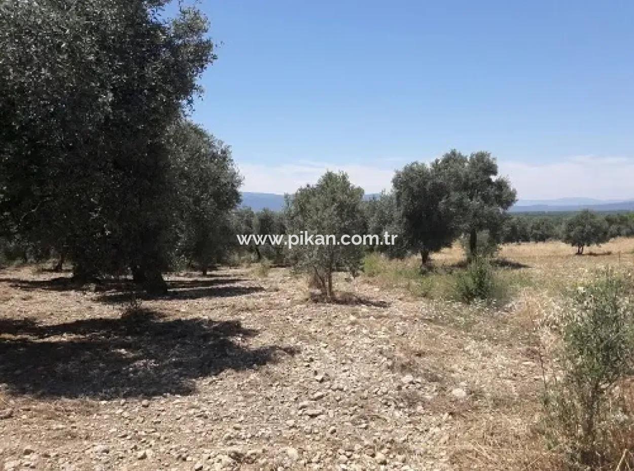 Village House With Lake View And Olive Grove Land For Sale In Köyceğiz Çandır, Muğla