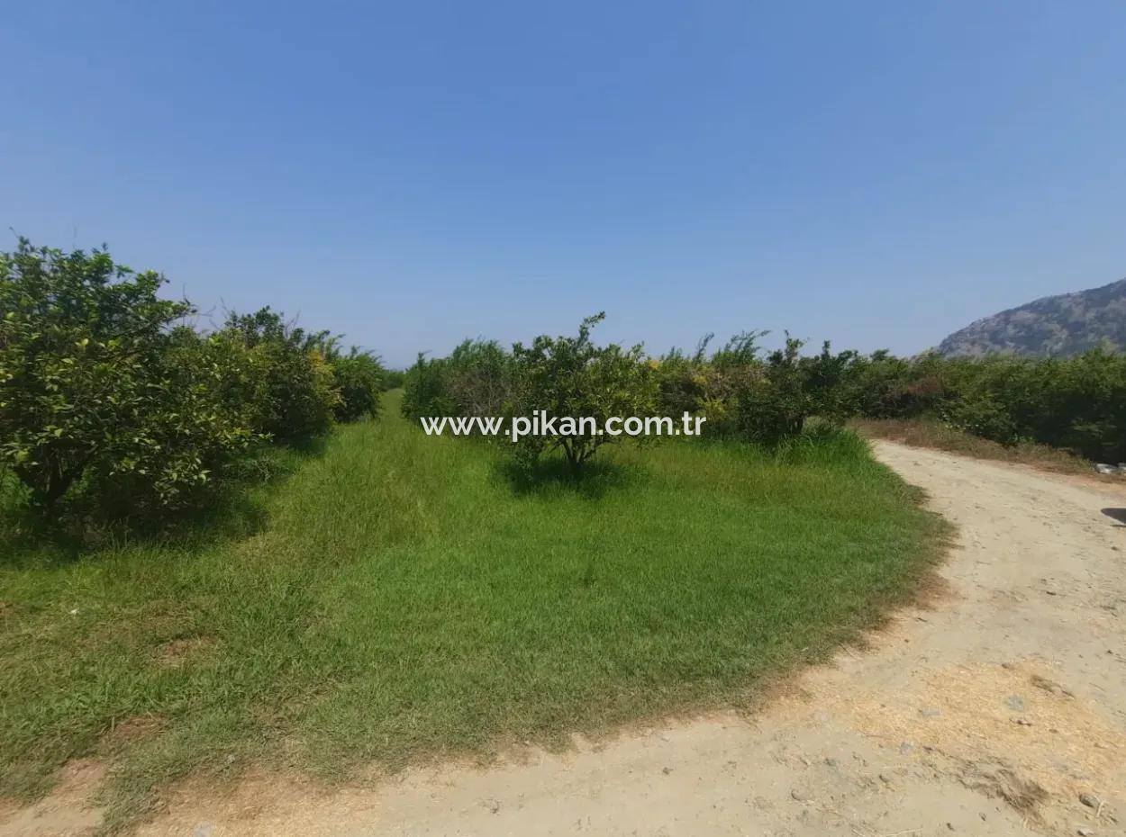 Muğla Dalyanda Mountain Zero, Waterside 10 500 M2 Pomegranate Garden For Sale