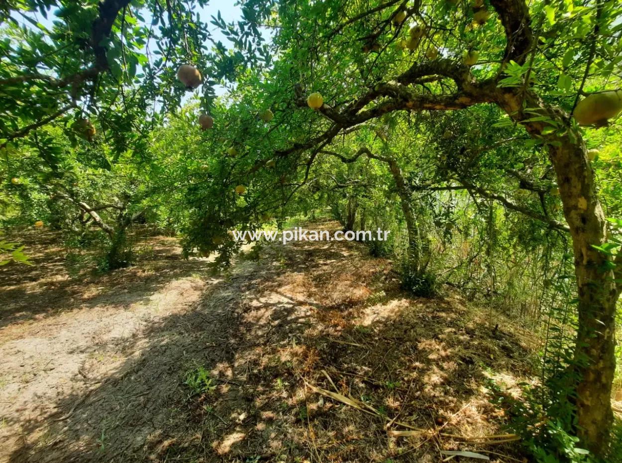 Muğla Dalyanda Mountain Zero, Waterside 10 500 M2 Pomegranate Garden For Sale