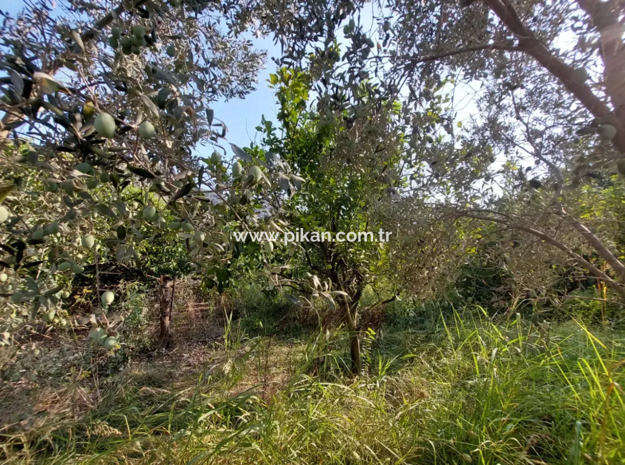 1.000 M2 Land For Sale In Ortaca Archers