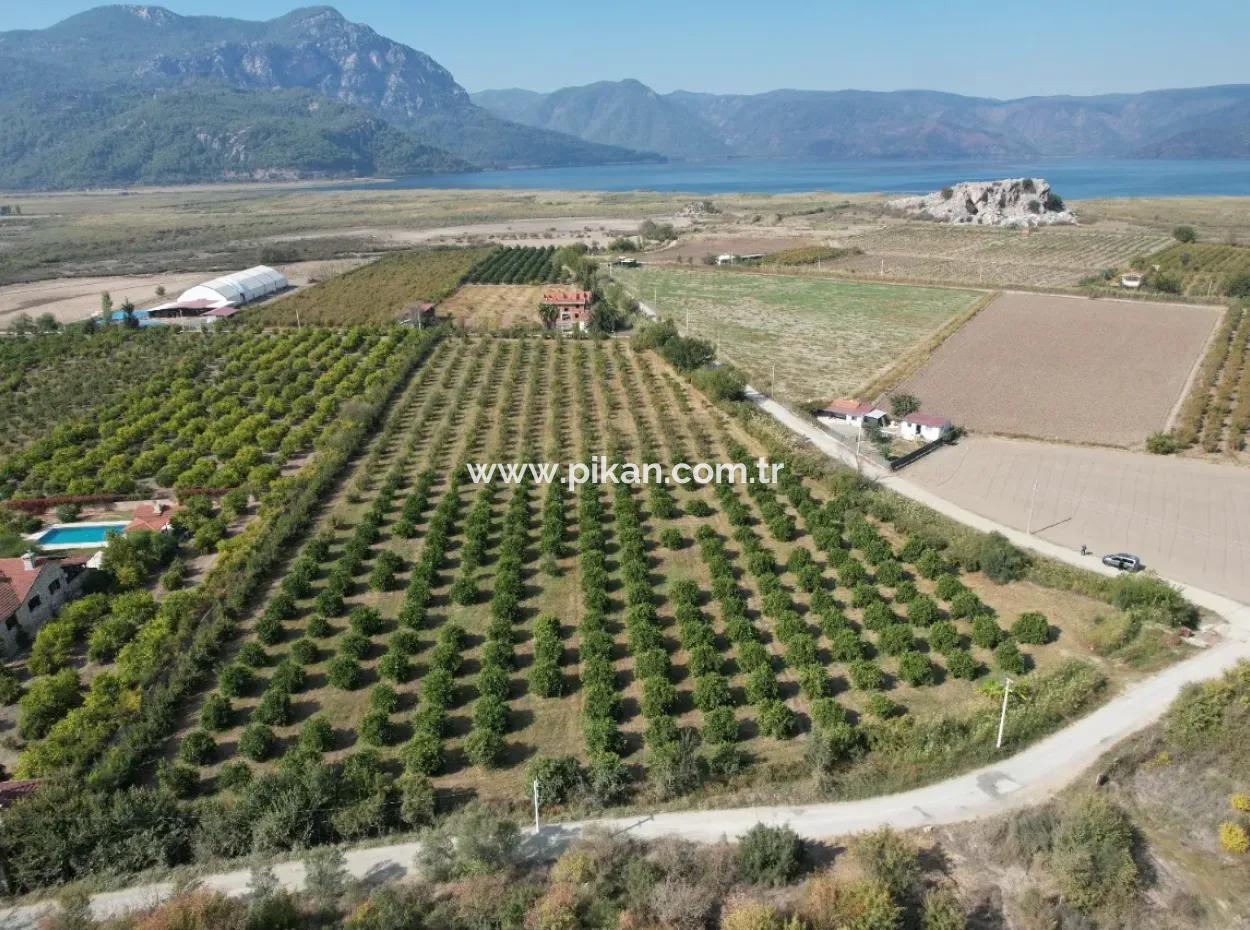 17.000 M2 Detached Pomegranate Garden For Sale In Ortaca Eskiköy