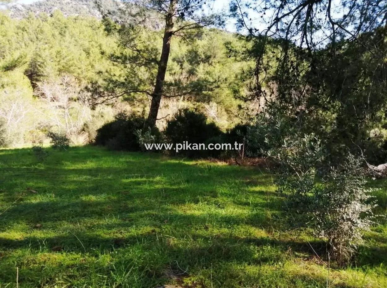Mugla Ortaca Gokbel Bargain Olive Grove For Sale